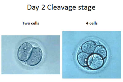 Day 2 of fertilization the cleavage stage