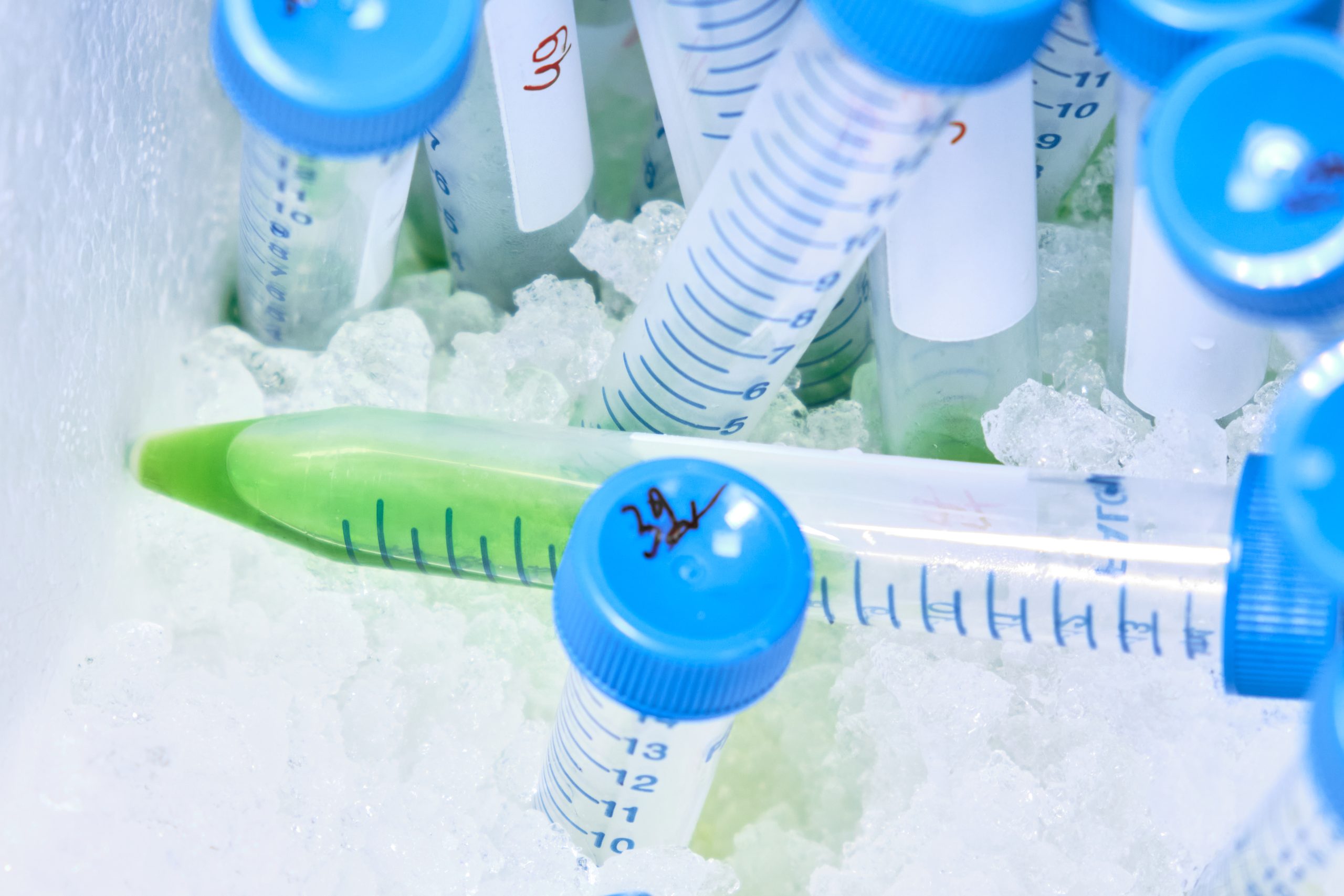 Plastic falcone test tubes with green liquid keep in the ice.